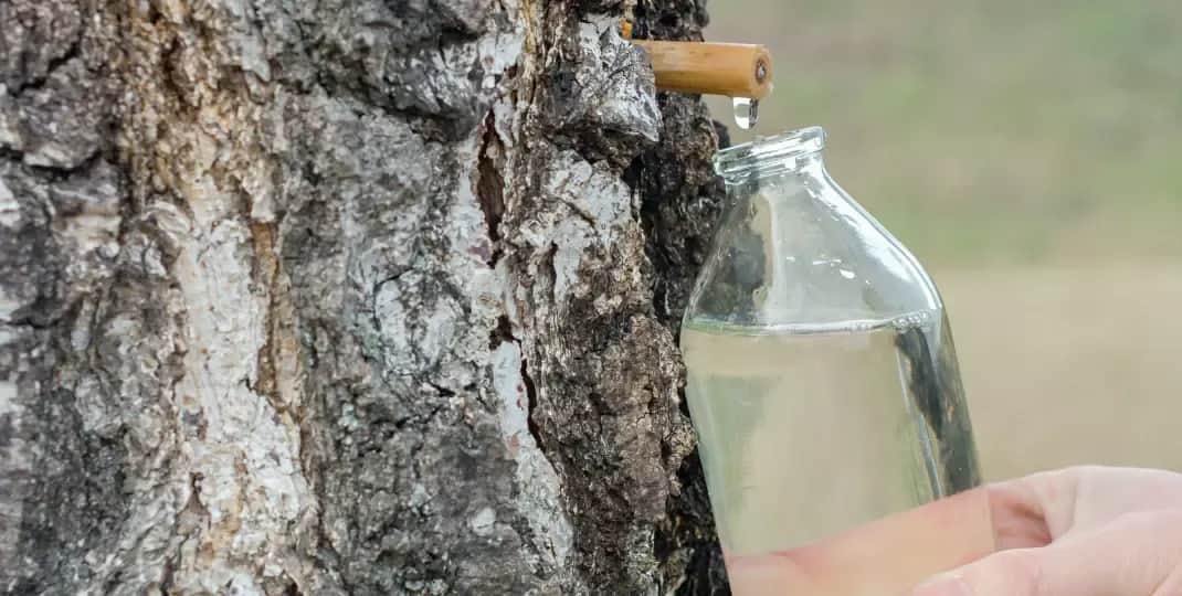 Jak pobrać sok z brzozy? Najlepsze metody i porady na zbiór.